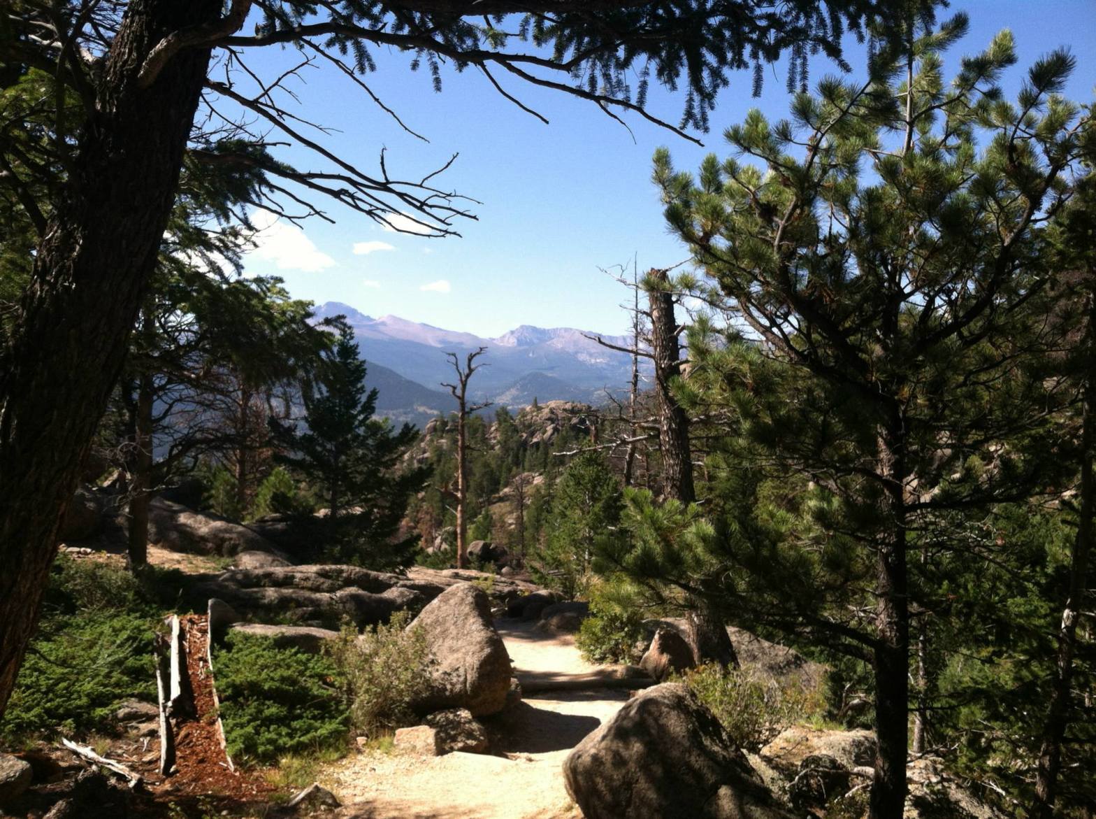 dirt hiking trail surrounded by pine trees looks out at the Rocky Mountains