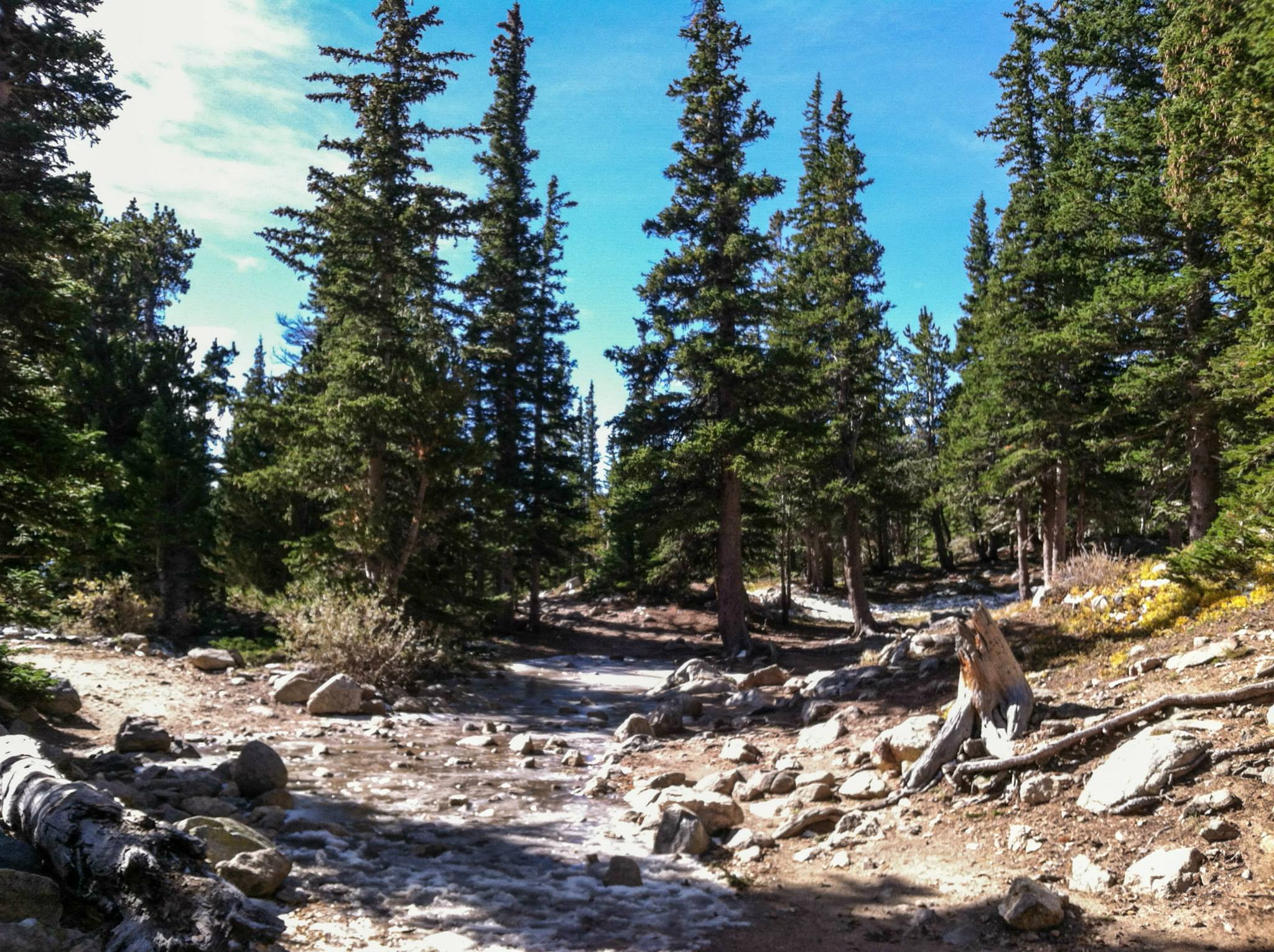 dirt hiking trail lined with pine trees and rocks on a sunny day