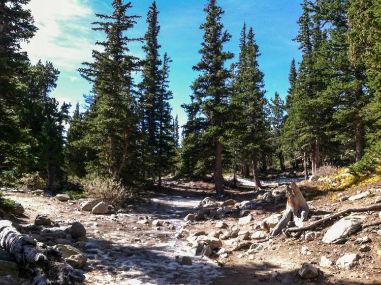 dirt hiking trail lined with pine trees and rocks on a sunny day
