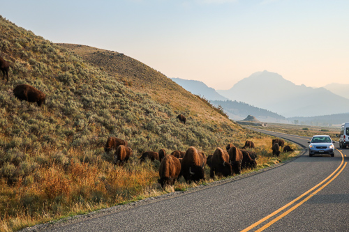 bison graze on the side of the northeast entrance road at yellowstone national park