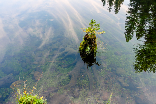 trout lake beginner hiking yellowstone3